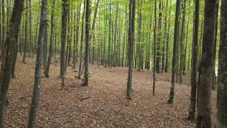 hermoso paseo por el bosque de otoño, escena rural en temporada de otoño