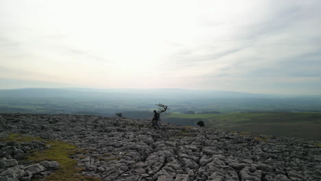 órbita de excursionista y árbol viejo en la ladera rocosa con revelación de montaña ingleborough en ingleton, yorkshire, reino unido