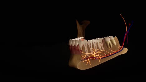 diente - modelo de detalle - animación de modelo 3d en un fondo negro. nervios, diente cortado, arterias.