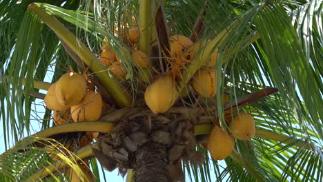 coconuts on palm tree close up