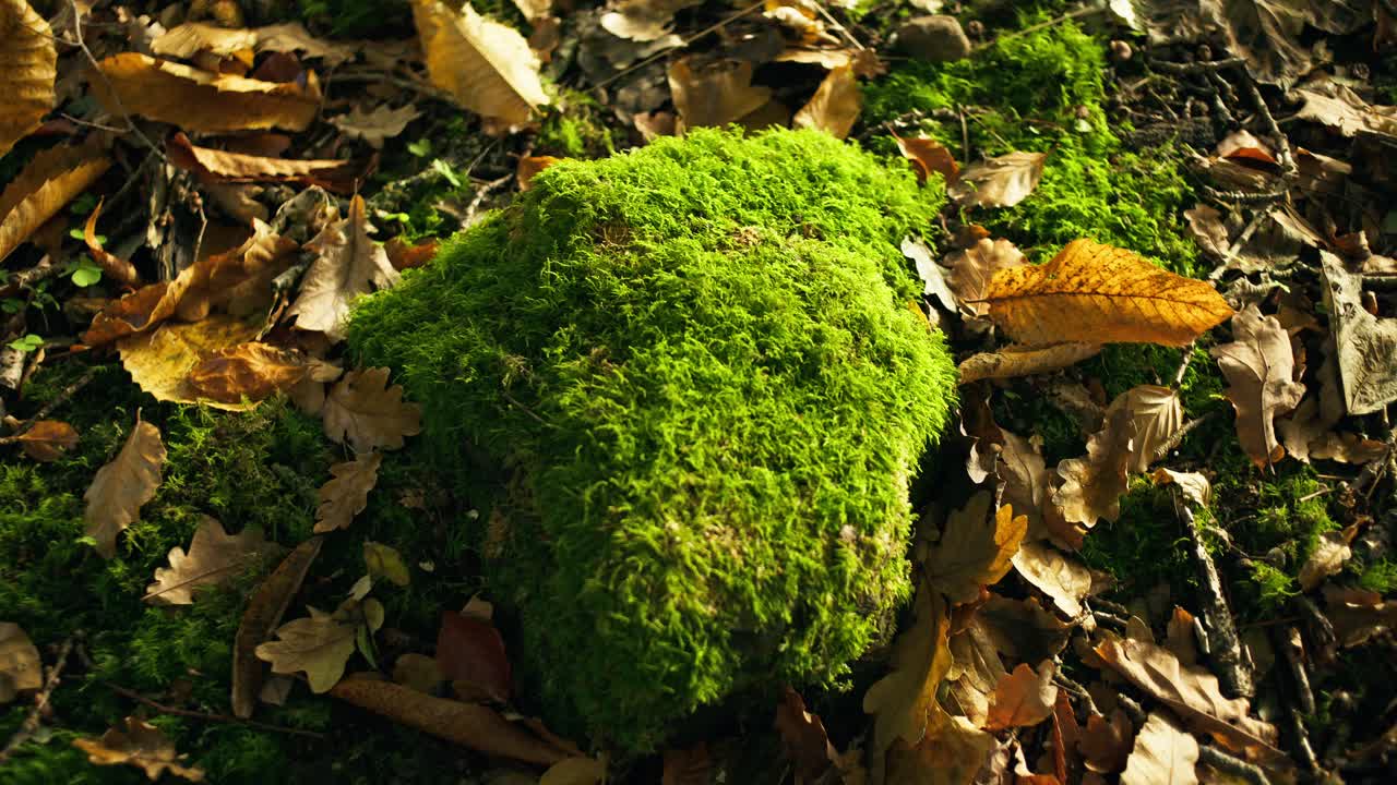 Close-up cinematografico al rallentatore di una pietra ricoperta di muschio con foglie autunnali cadute, luce naturale soffusa e profondità di campo ridotta per creare un'atmosfera tranquilla, terrena e boschiva di stagione
