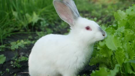 white rabbit eating lettuce in a garden