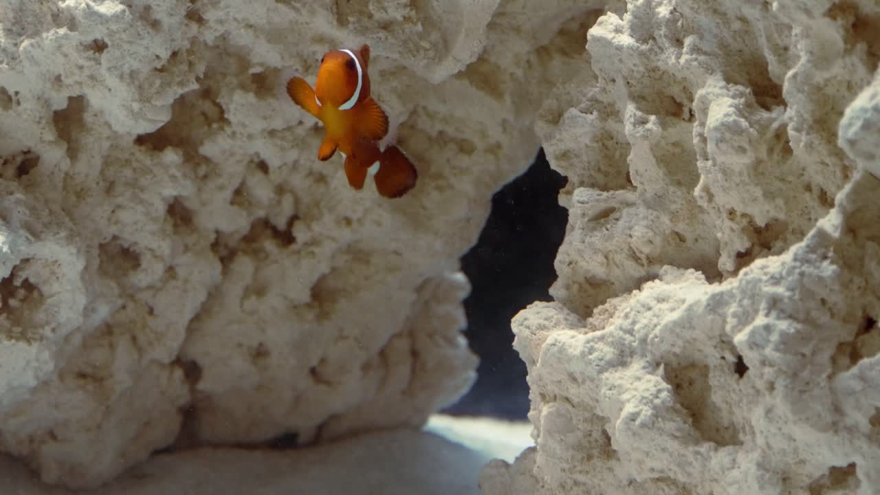 Un solitario pesce pagliaccio marrone nuota in un acquario.
