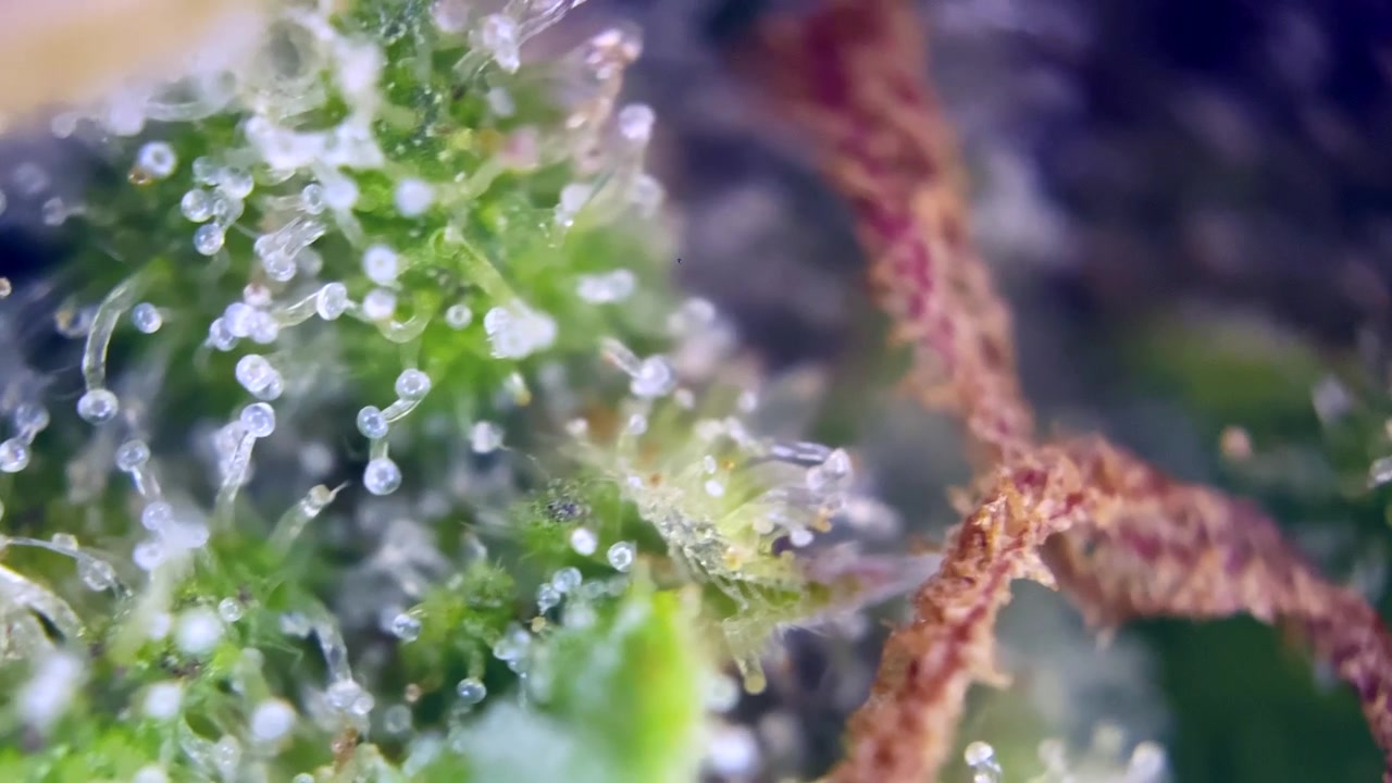 Incredibile macro ravvicinata della superficie di una foglia di cannabis che mostra tricomi resinosi sulla texture del fiore, studio di pianta di canapa medica