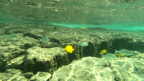 snorkeling adventures on the big island of hawaii