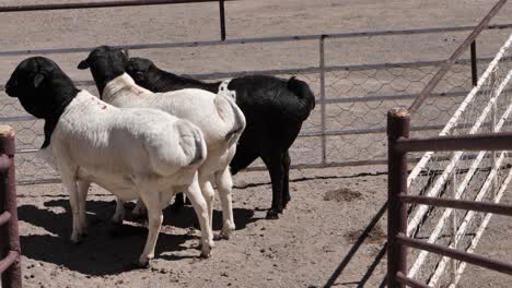 Fat-tailed,-blackhead-Persian-sheep-in-outdoor-kraal-at-Loxton-Auction,-RSA