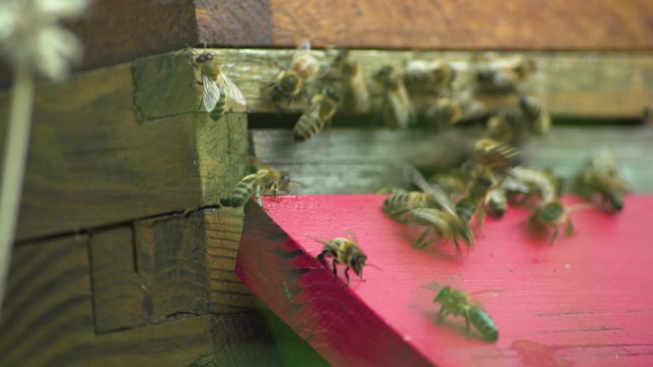 Busy Bees at the Beehive