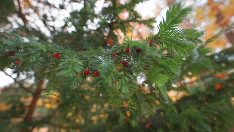 a close-up view of the fir tree branches with bright red berries