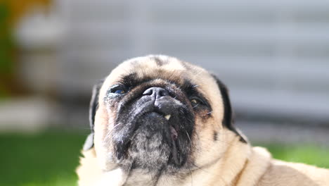 staring-mops-dog-outside-in-the-summer