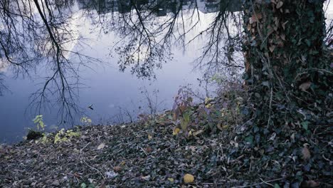 Baum-Mit-Efeu-Neben-Einem-See-Mit-Reflexionen