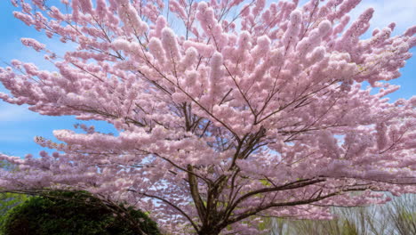 vibrant pink cherry blossom tree against a bright blue sky