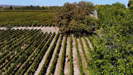 aerial over a woman walking through a vineyard winery in argentina