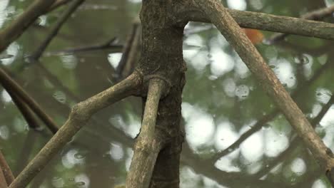 Cerrar-árbol-De-Mangle-Con-Raíces