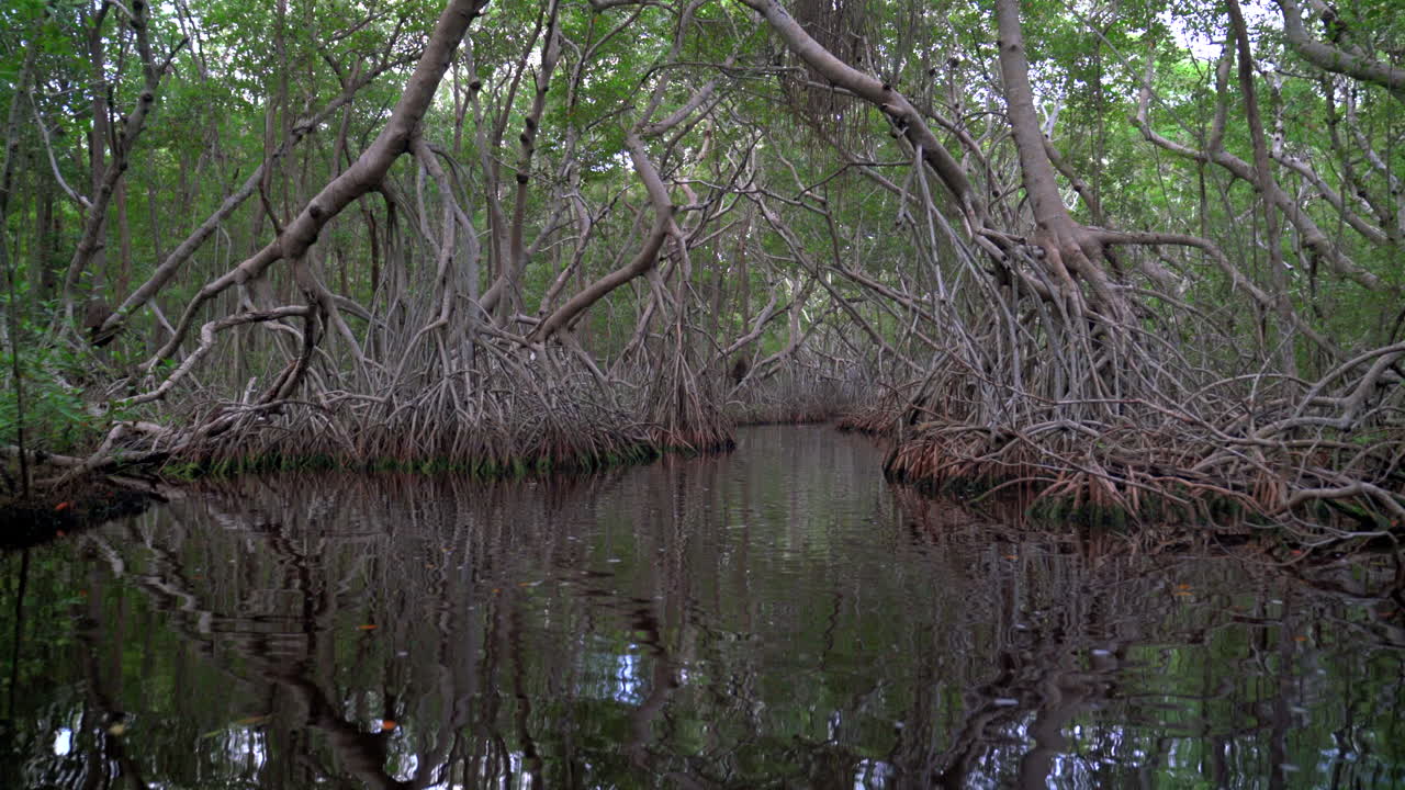 멕시코 유카탄 주 셀레스의 울창한 맹그로브 숲과 조용한 수로를 통과하는 도리