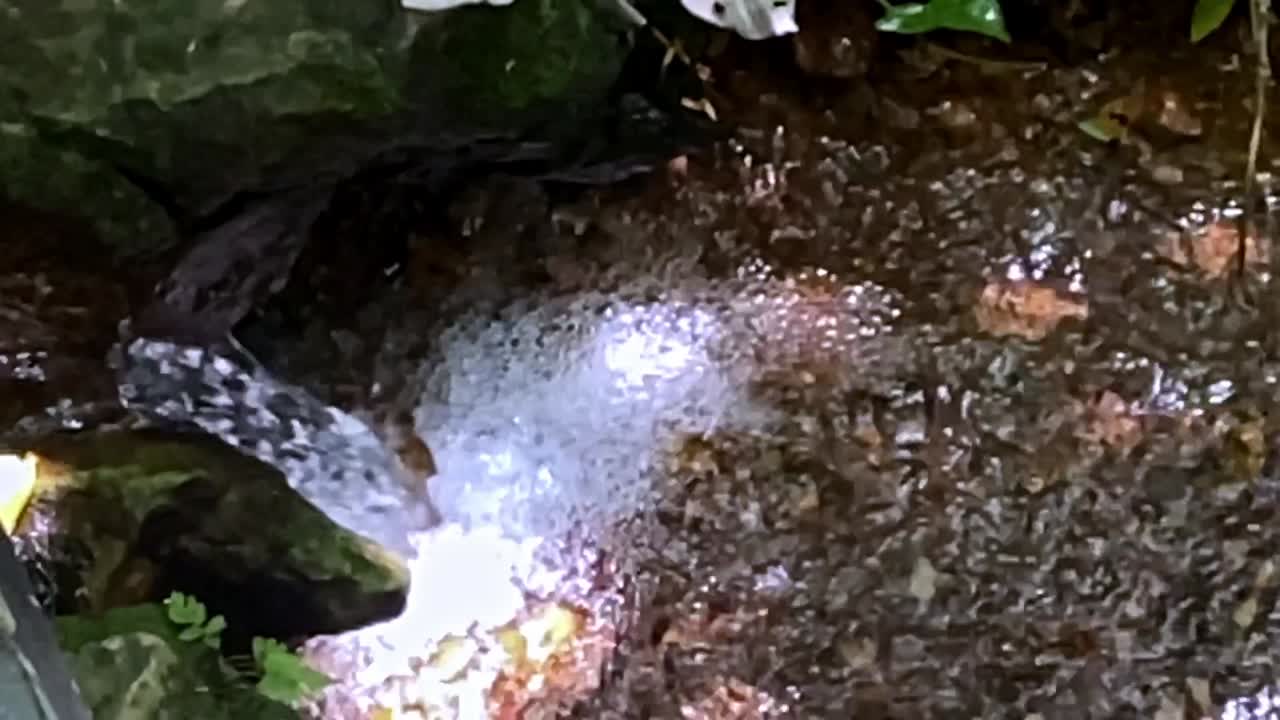 Crystal clear mineral water creek in the Brazilian Cerrado - slow motion