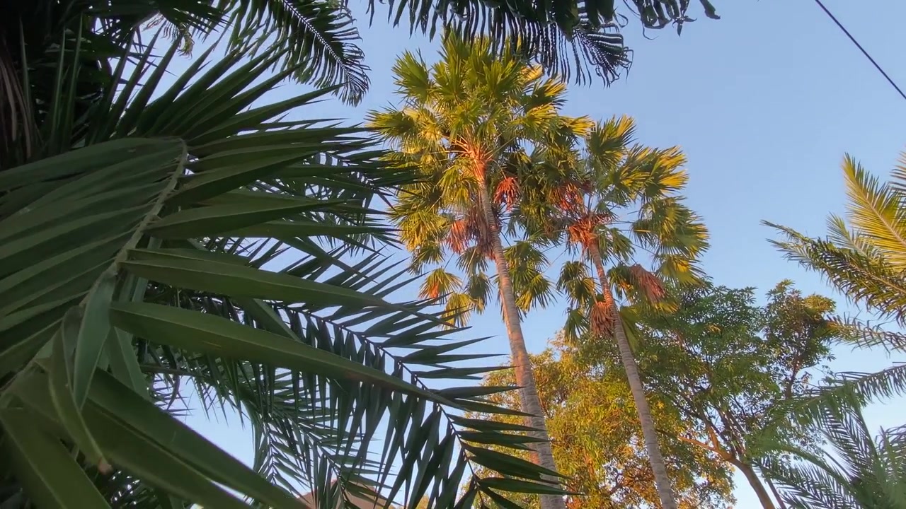 Palme tropicali serene contro un cielo azzurro limpido