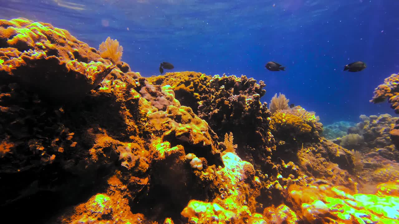hermoso arrecife de coral exótico sonado por peces y agua azul clara