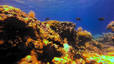 beautiful exotic coral reef sounded by fish and clear blue water