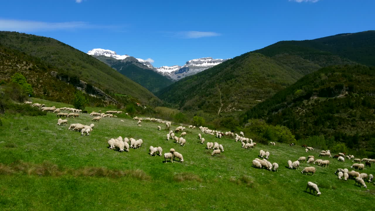 Sheep´s grazing in the meadow and in the background the snowy mountains