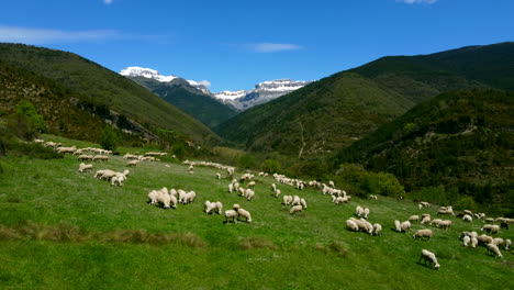 Ovejas-Pastando-En-El-Prado-Y-Al-Fondo-Las-Montañas-Nevadas