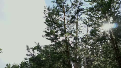 pine trees in forest sunlight