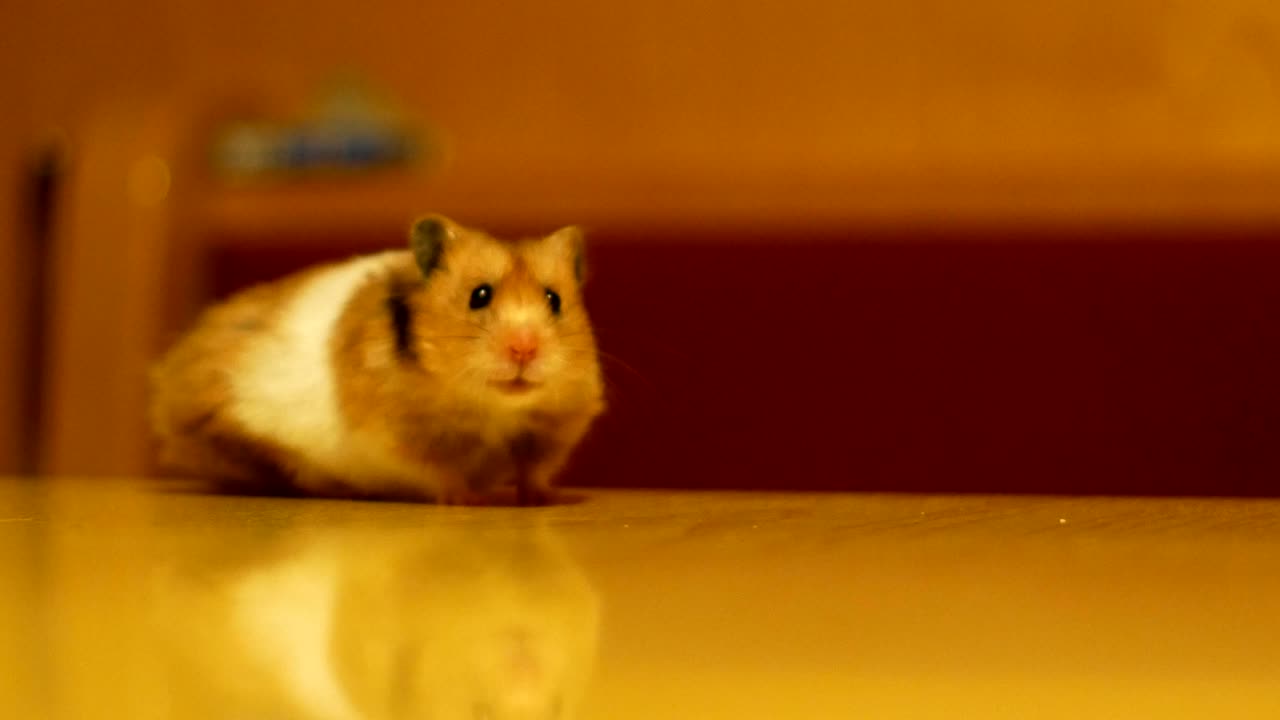 el hámster se vuelve libre en una mesa de madera