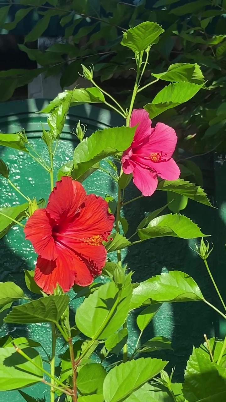 Fiori di ibisco rosso vivace che sbocciano in un giardino soleggiato