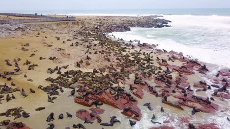 aerial over the cape cross seal reserve colony on the skeleton coast of namibia 4