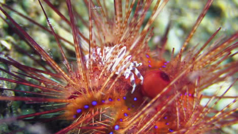 radiant sea urchin with zebra urchin crab, close-up shot on sandy bottom