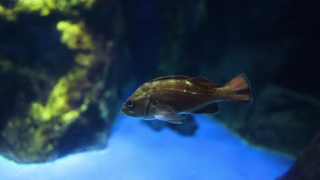 un solo pez se desliza a través de un acuario vibrante.