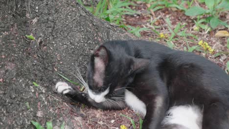 cat in the lumpini park, bangkok.