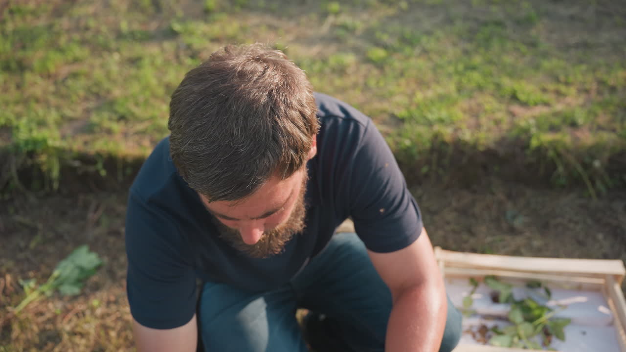 Close up of gardener removing weeds from vegetation and dropping them into wooden crate on ground in sunlit garden bed, focusing on hand movement and plant care routine