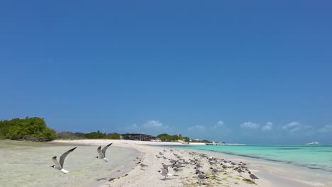 POV-Caminando-Entre-Gaviotas-En-La-Playa-De-Arena-Blanca,-Fondo-De-Isla-Tropical