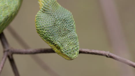 detalle de cerca de la cabeza de la víbora del hoyo de bambú