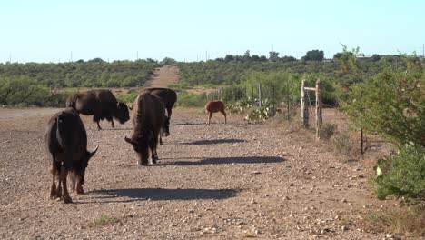 bison calf scratching itself in herd