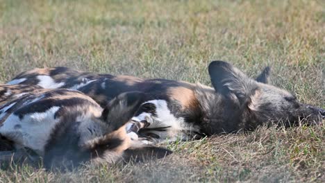 two african wild dogs painted dogs look up from heads on ground