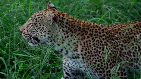 leopard in grass