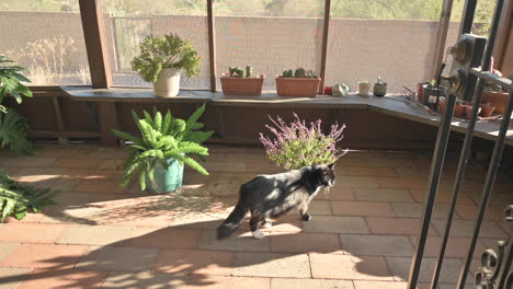 black cat sniffs flowering holy basil plant on ground in patio of house