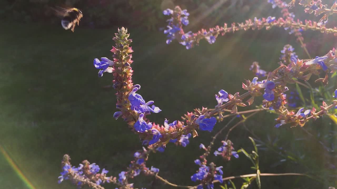 태양 플레어에 둘러싸인 작은 꿀벌이 음식을 찾고 있습니다.