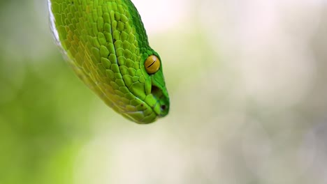 la víbora de labios blancos es una víbora venenosa endémica del sudeste asiático y a menudo se encuentra durante la noche esperando en una rama o rama de un árbol cerca de un cuerpo de agua con muchos alimentos