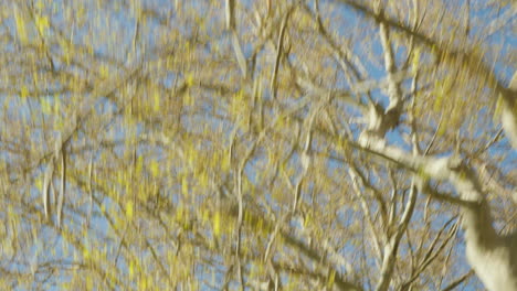 trees passing by, filmed from a car window looking up, presenting a scenic travel panorama