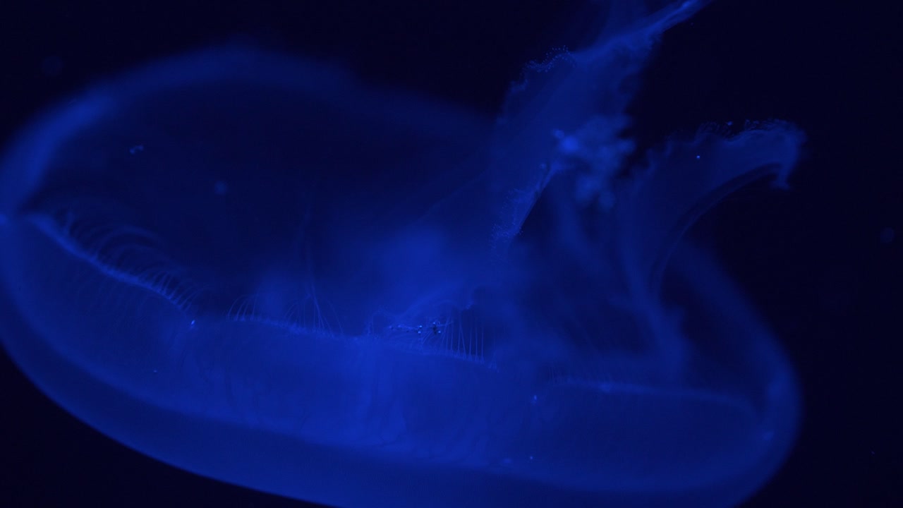 어두운 배경과 파란색 조명으로 아래쪽으로 헤엄치는 해파리의 4k 클로즈업 세부 정보