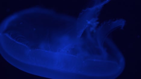 4k close up detail of jellyfish swimming downwards with a dark background and blue lighting