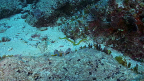 An-beautiful-yellow-ribbon-eel-freely-snaking-arounf-the-sandy-ocean-floor