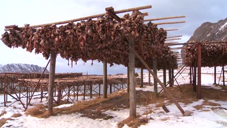 Los-Peces-Se-Cuelgan-Para-Secar-En-Rejillas-De-Madera-En-Las-Islas-Lofoten,-Noruega