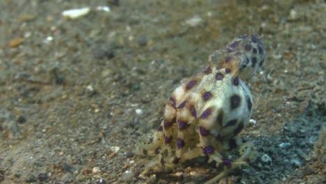 pulpo hembra embarazada de anillos azules caminando sobre fondo arenoso, brazos tratando de proteger los huevos, toma de primer plano desde atrás