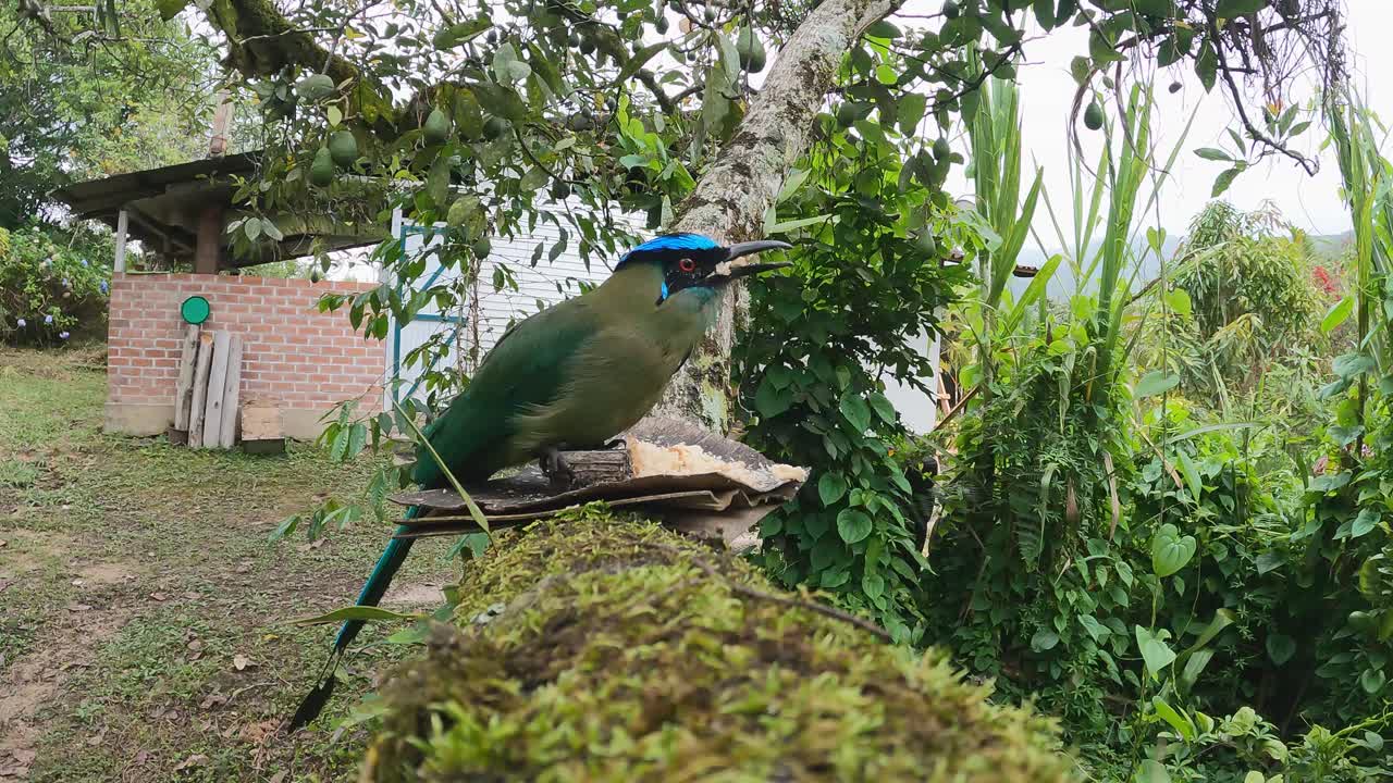 colorido relo jero con cola de raqueta en el comedero para pájaros en el árbol de aguacate