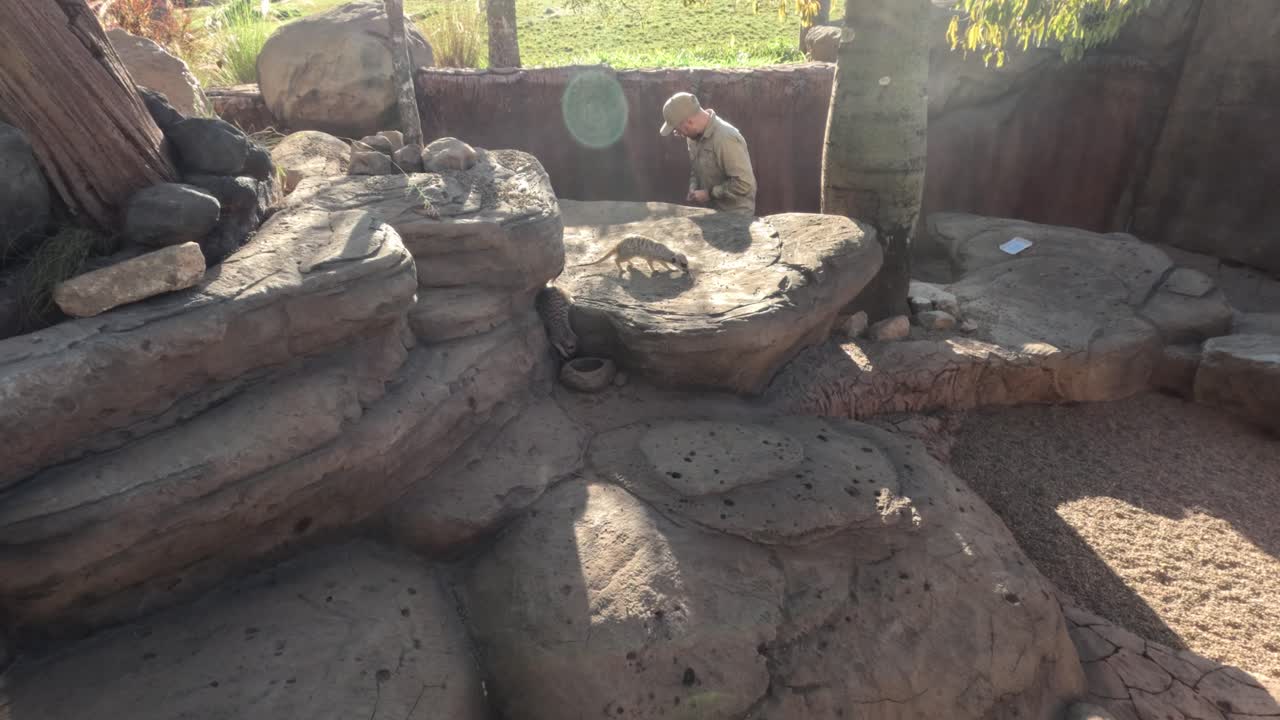 охранитель зоопарка взаимодействует с сурикатами в загоне