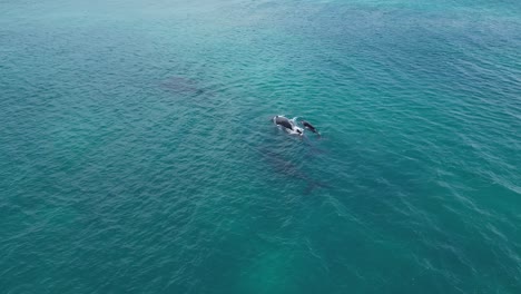 Family of humpback whales at the surface of water in the ocean, aerial closeup slow motion