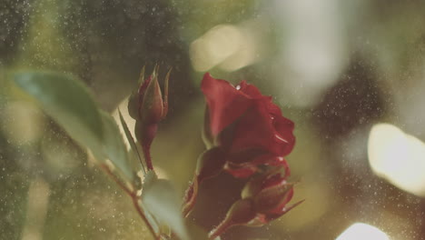 red rose in the rain